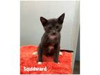 Adopt Squidward a Domestic Shorthair / Mixed (short coat) cat in Fallbrook