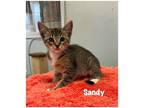 Adopt Sandy a Domestic Shorthair / Mixed (short coat) cat in Fallbrook
