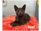 Adopt Pearl a Domestic Shorthair / Mixed (short coat) cat in Fallbrook