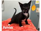 Adopt Patrick a Domestic Shorthair / Mixed (short coat) cat in Fallbrook
