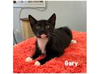 Adopt Gary a Domestic Shorthair / Mixed (short coat) cat in Fallbrook