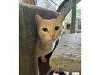 Adopt Bruce a Domestic Shorthair / Mixed (short coat) cat in Fallbrook
