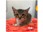 Adopt Bob a Domestic Shorthair / Mixed (short coat) cat in Fallbrook
