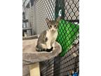 Adopt Bert a Domestic Shorthair / Mixed (short coat) cat in Fallbrook