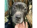 Adopt ROONEY a Pit Bull Terrier, Mixed Breed