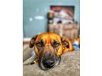 Adopt Lulu a Red/Golden/Orange/Chestnut - with White Black Mouth Cur / Mixed dog