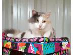 Adopt Coco a Calico or Dilute Calico Calico / Mixed (long coat) cat in