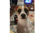 Adopt Lola a White - with Brown or Chocolate Jack Russell Terrier / Mixed dog in
