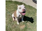 Adopt Eva a White - with Red, Golden, Orange or Chestnut American Pit Bull