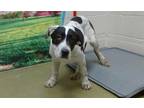 Adopt SHELTER IS FULL a Black - with White Great Dane / Mastiff / Mixed dog in