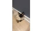 Adopt Junior a Brown or Chocolate Siamese / Mixed (short coat) cat in Los
