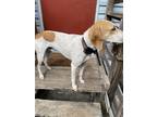Adopt Monty a White - with Brown or Chocolate Bluetick Coonhound / Treeing