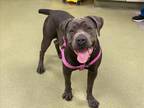 Adopt SHELTER IS FULL a Gray/Silver/Salt & Pepper - with White Cane Corso /