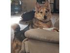 Adopt Jack a Tricolor (Tan/Brown & Black & White) Corgi / Husky / Mixed dog in
