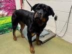 Adopt SHELTER IS FULL a Black - with Tan, Yellow or Fawn Rottweiler / Mixed dog