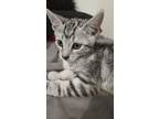 Adopt Fideo a Gray, Blue or Silver Tabby Tabby / Mixed (short coat) cat in San