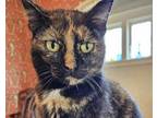 Adopt Dumplin a Tortoiseshell Domestic Shorthair cat in MEXICO, MO (41493131)