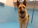 Adopt SHELTER IS FULL a Black - with Tan, Yellow or Fawn German Shepherd Dog /