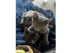 Adopt Cassian a Gray or Blue Domestic Shorthair / Mixed (medium coat) cat in