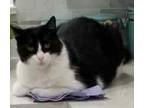 Adopt Tuti a Black & White or Tuxedo Domestic Shorthair / Mixed (short coat) cat