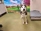 Adopt SHELTER IS FULL a Black - with White Siberian Husky / Mixed dog in San