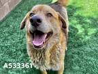 Adopt SHELTER IS FULL! a Brown/Chocolate - with Tan German Shepherd Dog /