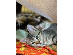 Adopt Olly a Brown Tabby Domestic Shorthair (short coat) cat in Quincy