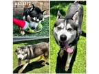 Adopt SHELTER IS FULL a Black - with White Siberian Husky / Mixed dog in San