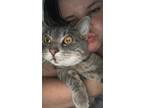 Adopt Murray a Gray or Blue Domestic Shorthair / Mixed (medium coat) cat in