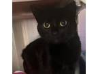 Adopt Magic a Domestic Short Hair