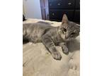 Adopt Klaus a Gray or Blue Domestic Shorthair / Mixed (medium coat) cat in House