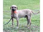 Adopt Rufus a Hound (Unknown Type) / Black Mouth Cur / Mixed dog in St.