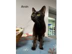 Adopt Arvin a Domestic Shorthair / Mixed (short coat) cat in St.