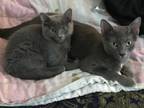 Adopt Sheba a Gray, Blue or Silver Tabby Russian Blue / Mixed (short coat) cat