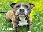 Adopt SHELTER IS FULL a Gray/Silver/Salt & Pepper - with White Pit Bull Terrier