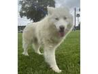Adopt DANNY a White Samoyed / Mixed dog in Sierra Madre, CA (41492896)