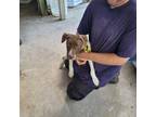 Adopt Babygirl aka Baby Girl a Pointer / Mixed dog in Darlington, SC (41491364)