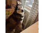 Adopt Arya a Gray/Silver/Salt & Pepper - with White Husky / Mixed dog in Peoria