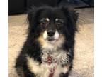 Adopt Candy a Black - with White Australian Shepherd / Mixed Breed (Small) /