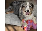 Adopt Otis a Gray/Blue/Silver/Salt & Pepper Australian Shepherd dog in Encino