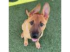 Adopt Sonny a Mixed Breed (Medium) / Mixed dog in Rancho Santa Fe, CA (41492866)