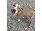 Adopt Mercury a Pit Bull Terrier, Mixed Breed
