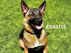 Adopt SHELTER IS FULL a Black - with Tan, Yellow or Fawn Belgian Malinois /