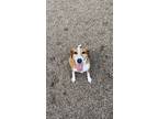 Adopt Charlotte a White - with Brown or Chocolate Beagle / Mixed dog in