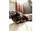 Adopt Tortie a Tortoiseshell Domestic Shorthair / Mixed (short coat) cat in
