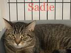 Adopt Sadie a Brown Tabby Domestic Shorthair (short coat) cat in St.