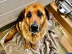 Adopt SHELTER IS FULL a Brown/Chocolate - with Black German Shepherd Dog /