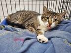 Adopt Jenny a Brown Tabby Domestic Shorthair (short coat) cat in St.