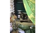 Adopt Macho a Cream or Ivory Siamese / Mixed (medium coat) cat in Bronx