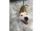 Adopt KODA a White - with Red, Golden, Orange or Chestnut Pit Bull Terrier /